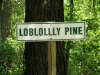 longleaf-trace-trail-in-mississippi-7