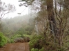 munro-trail-on-lanai-hi-2