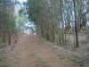 munro-trail-on-lanai-hi-4