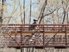 singletree-trail-in-colorado-6