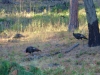 trail-of-the-couer-d-alenes-in-idaho-1