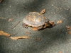 western-maryland-rail-trail-5