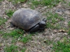 withlacoochee-trail-in-orlando-florida-4