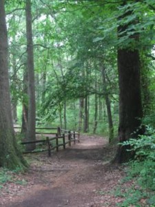 Coldwater-River-Nature-Trail forest trail
