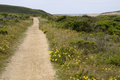 trail photo dirt path lined with flowers